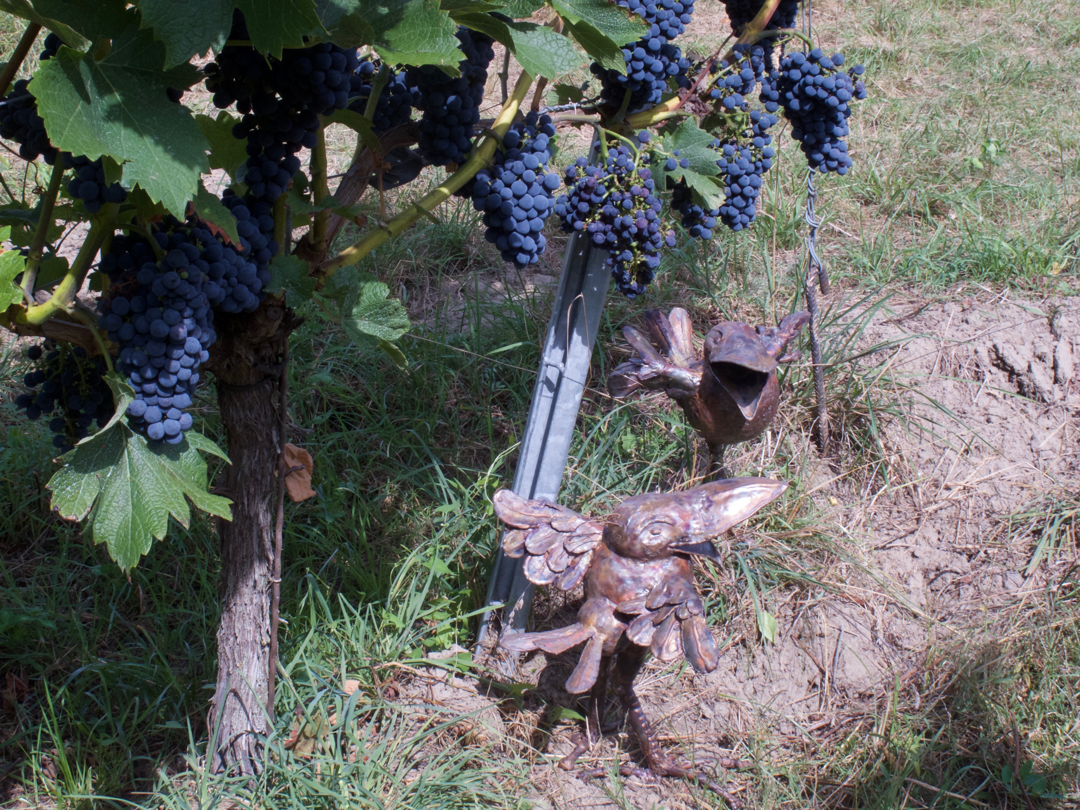 Cabernet Cortis mit Raben